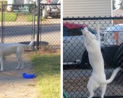 Blind & Deaf Dog Can Sense When Her Dad Is Home — It’s So Adorable, Your Heart Might Burst