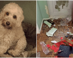 Dog With Separation Anxiety Racked Up $1,500 In Home Damages Trying To Get To Owner