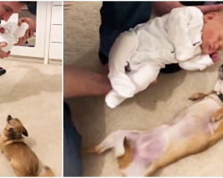 Pup Guards Mom’s Pregnant Stomach For 9 Months, Then Meets Baby For First Time
