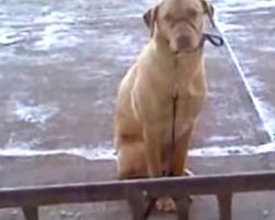 Dog Left Outside In Freezing Cold – Man Sees Him Shivering And Doesn’t Waste Time