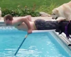 Man Lies On Diving Board, But Yellow Lab Hilariously Proves He’s Up To No Good