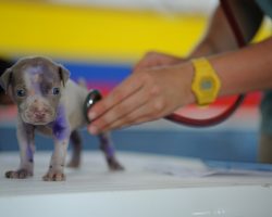 Top 10 Reasons Dogs And Cats Visit The Vet