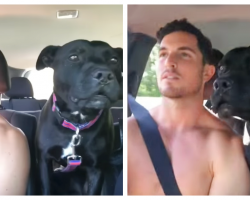 Dad Tells Dog They’re Going To The Beach, Captures Dog’s Antics on Camera