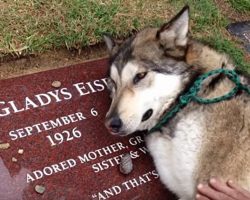Heartbroken Therapy Dog Can’t Stop Sobbing As He Lays On His Grandma’s Grave