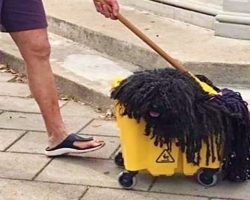 This Pup Went As A Mop For Halloween And The Internet Can’t Stop Laughing