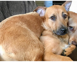 Dog Finds Her Twin On The Street, Begs Mom To Bring Him Home