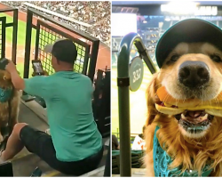Dog Becomes Internet Sensation After Video Of Him At Baseball Game