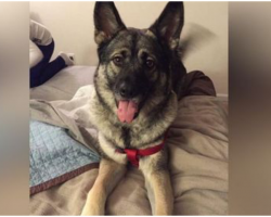 Dog Partnered With Prison Inmate Dies, Tests Reveal Cause Of Death