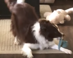 Dog Thinks No One Is Watching And Readies All Of His Toys