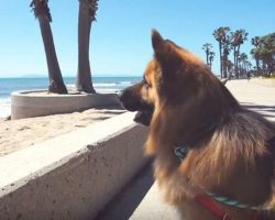 Dog’s Freed From Life Of Chains With His Reaction To Seeing Ocean For 1st Time Going Viral