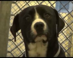 Death Row Dog Freaks Out When He Realizes He’s Being Adopted Into a New Loving Family