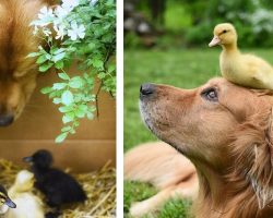 Male Dog Adopts 3 Newborn Ducklings, Ends Up Becoming The Cutest ‘Mom’ To Them
