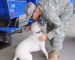 Deaf Dog Has A Priceless Reaction When She Gets A Surprise Reunion With Her Dad