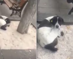Man Finds His Dog On The Street Three Years After Losing Him