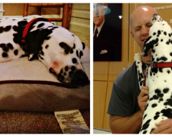 Firefighter Adopts Dalmatian With Special Gift, Is Then Forced To Let Her Go