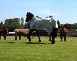 Elegant Friesian Horse Struts Up To Cow Neighbors And Puts On A Show