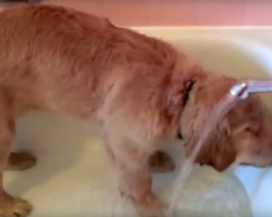 Golden Retriever Pup Hops In The Tub, And He Has The Cutest Bath Time Routine