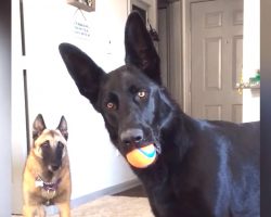 German Shepherd Hears A Child Crying, And His Worried Reaction Is Beyond Adorable