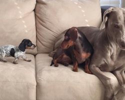 Little Sister Is Introduced To The Inseparable Dogs, And The Dynamic Is Forever Changed