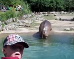 Hippo Lets Out World’s Biggest Fart