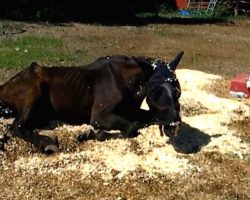 Horse Who Had Been Starved And Left To Die Makes Miraculous Recovery