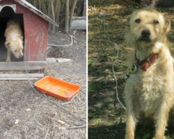 Chained Up Outside For 5 Years, The Only Word This Dog Knew Was ‘No’