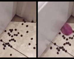 Dad Puts Dog In Time Out For Getting Into Treats and Then Looks Down