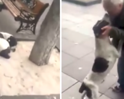 Man Approaches His Lost Dog Of Three Years, And The Dog Starts Crying Tears Of Joy