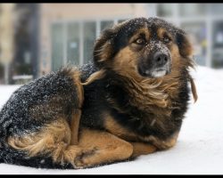 Law makes it illegal and a felony to leave dogs outside in extreme cold or heat