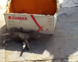 Rescuers Come Across Puppy Taking Its Final Breaths Beside A Cardboard Box