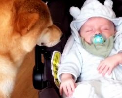 Mommy Brings Newborn Home With Captured Footage Of Family Dog That Goes Viral