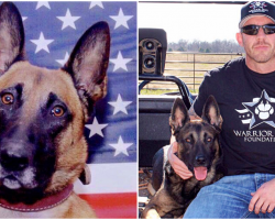 Navy SEAL Rescues “Unadoptable” Retired Military K9s, Helps Them Adjust To New Life