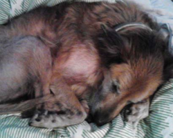 No One Wanted This Dying, 16-Year-Old Shelter Dog — Until One Family Took A Chance
