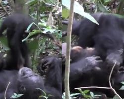 Moment of mother chimpanzee playing with her child ”melts” millions of hearts