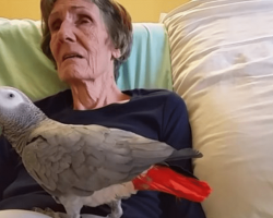 Dying Woman Says Goodbye To Her Parrot Of 25 Years And The Bird’s Reaction Has Thousands In Tears