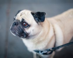 10 Things You Should Never, Ever Do To Your Dog