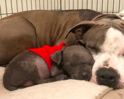 Pit Bull Is Devastated After Her Babies Died, But Then She Met An Orphaned Puppy