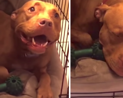 Pit Bull Refuses To Go To Sleep Until She Gets Her Lullaby