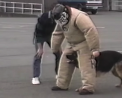 Dog Bored With His Police Training Stops And Has Everyone In Stitches