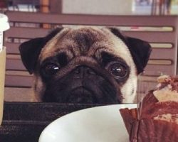 7 Problems Only Pug Owners Will Understand