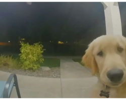 Puppy Escapes His Home And Instantly Regrets It & Rings Doorbell To Get Back In