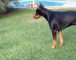 Tiny Puppy Faces Off Against A Giant Doberman, And She Doesn’t Hold Back