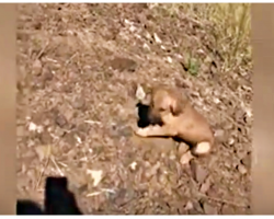 Puppy Cries When He Sees Man’s Car, Then 6 More Appear In 105 Degree Heat