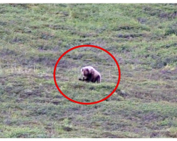 Wild Grizzly Bear Rolls Down A Hillside Like A Little Kid And It’s A Total Day Maker