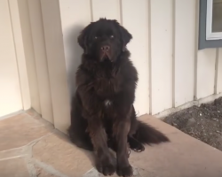 Dog Gives Mom The Cold Shoulder Because He Feels She Was Away For Too Long