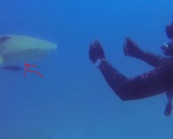 Diver Doesn’t Understand Shark’s Urgent Message Until 1 Look At Belly Confirms Scary Truth He Missed