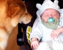 Mom Captures Video Of Her Dog Babysitting Newborn, Viewers Fall In Love