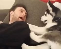 Husky Puppy Tries To Win A Heated Argument, But The Ending Is Too Hilarious
