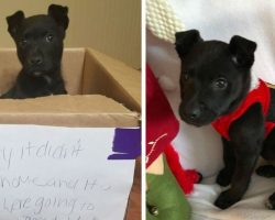 Boy Leaves Puppy In A Box Outside School, With A Heartbreaking Note Explaining Why