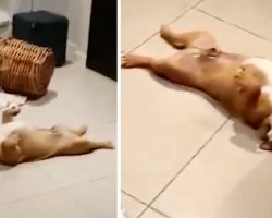 Mom Questions Dogs About Mess, Dogs Play Dead To Avoid Blame And It’s Hilarious